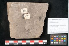 Foto (Objekt + Etikett) von Jordania moravica Helmh. (NHMW-GEO-2024-0188-11137)